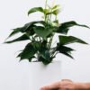 Golden Pothos Pole - Image 2