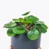 Peperomia Lemon Lime - Image 2